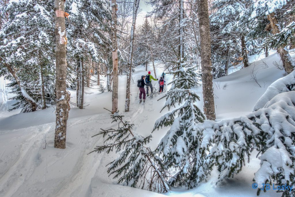 A group of people skiing in the woods.